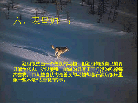 狼的原则6.gif