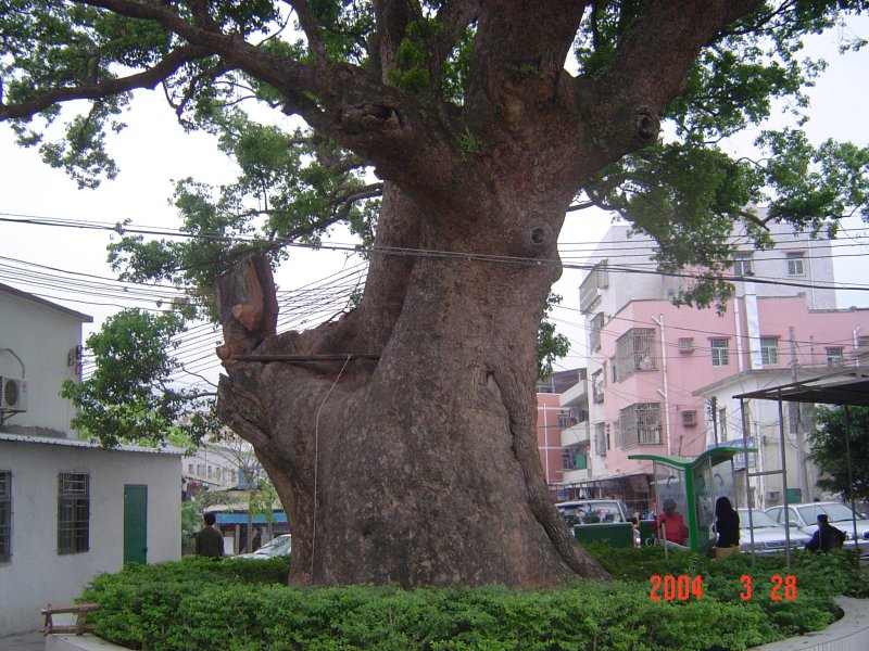 盐田三村樟树头（2004-03-28）DSC01976.JPG